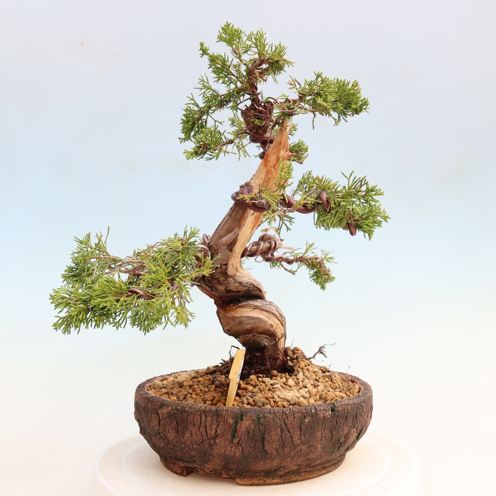 Vonkajší bonsai – Juniperus chinensis Itoigawa – čínsky jalovec