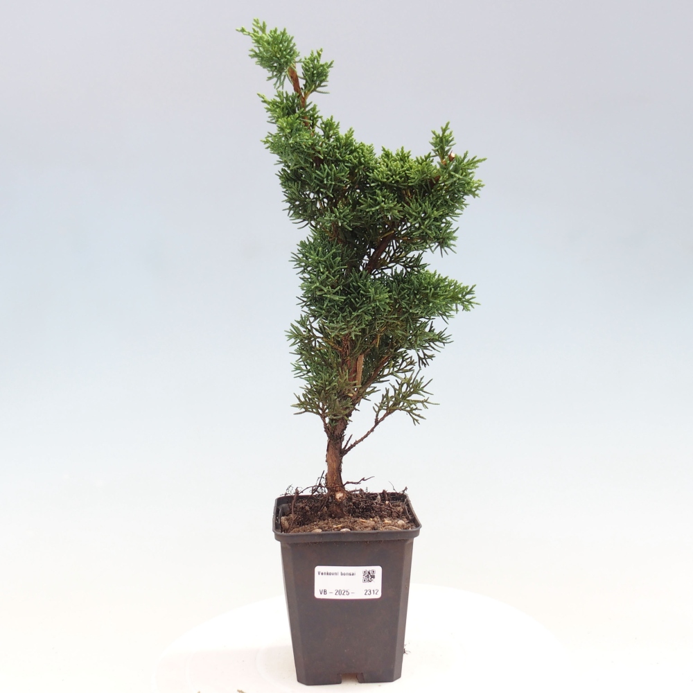 Vonkajšie bonsai - Juniperus chinensis Kishu -Jalovec čínsky
