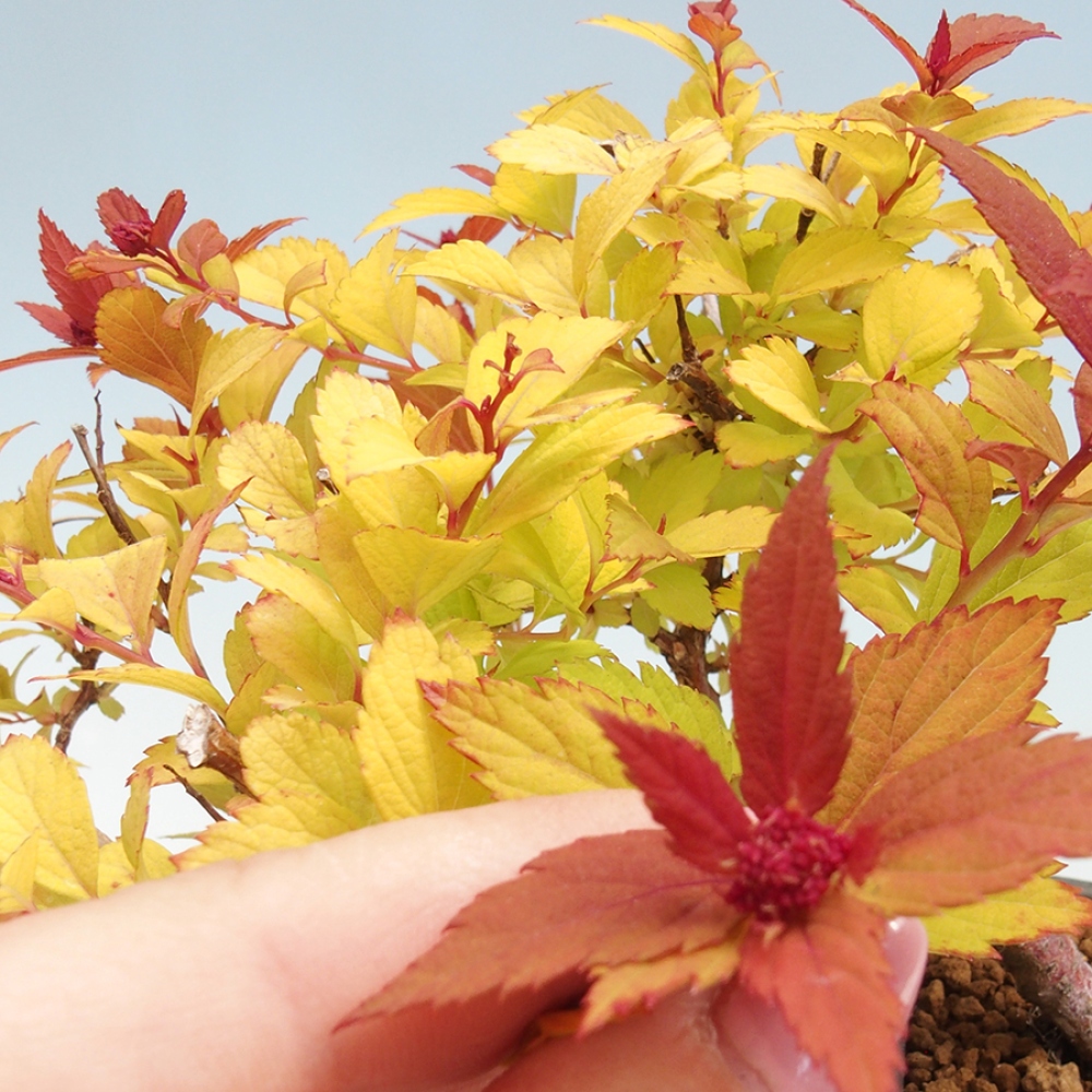 Vonkajší bonsai - tavoľník - Spirae Aurea