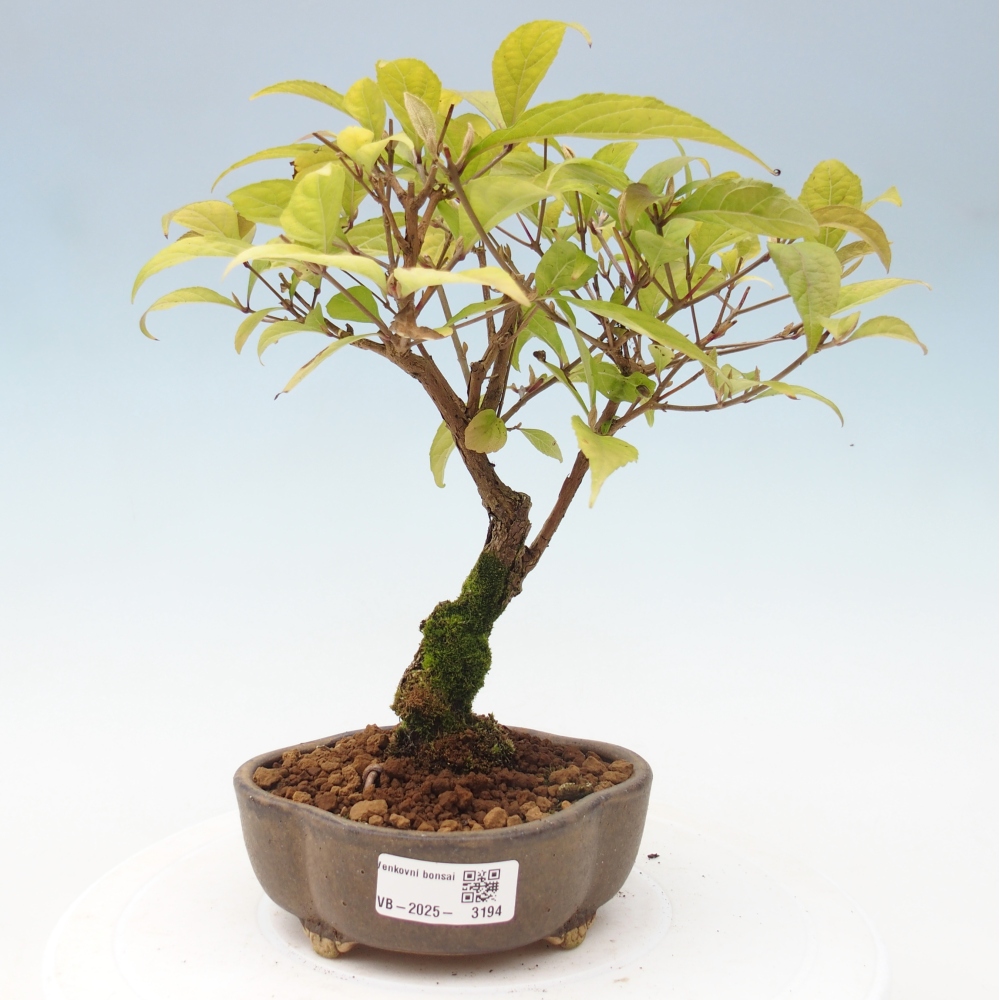 Vonkajšia bonsai - krásnoplodka - Callicarpa jap. Leucocarpa