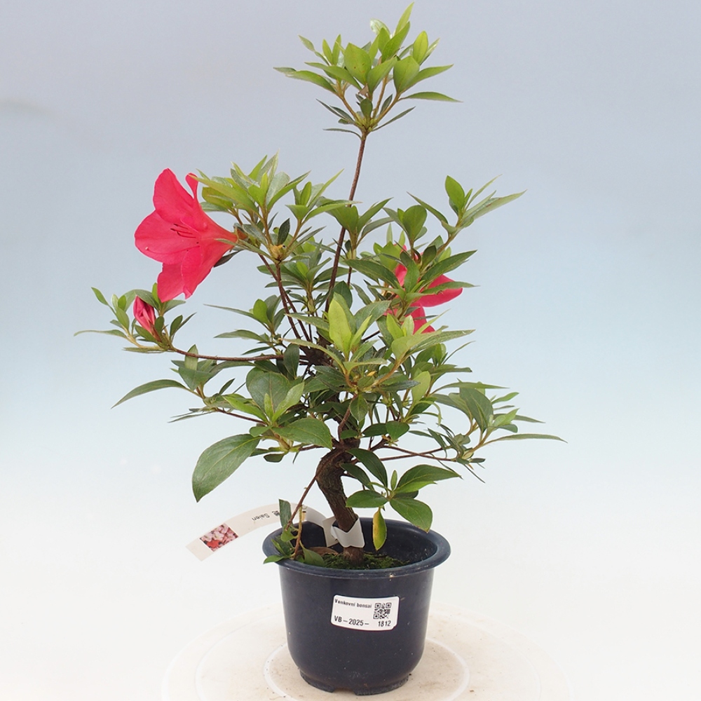 Vonkajší bonsai - Japonská azalka - Azalea Saien