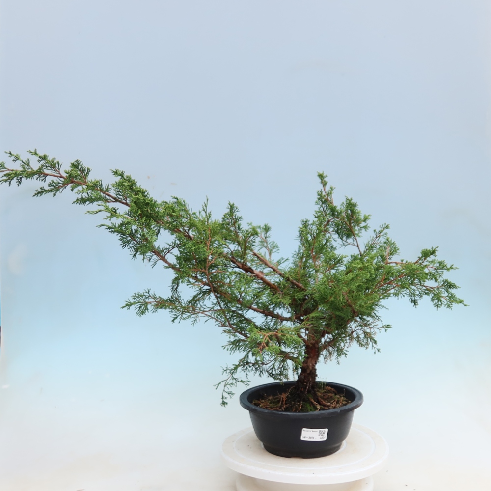 Vonkajší bonsai – Juniperus chinensis Itoigawa – čínsky jalovec