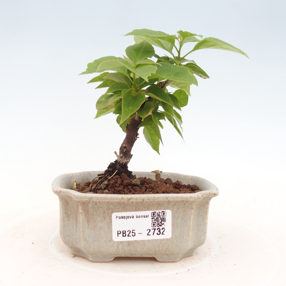 Izbová bonsai - Bouganwilea