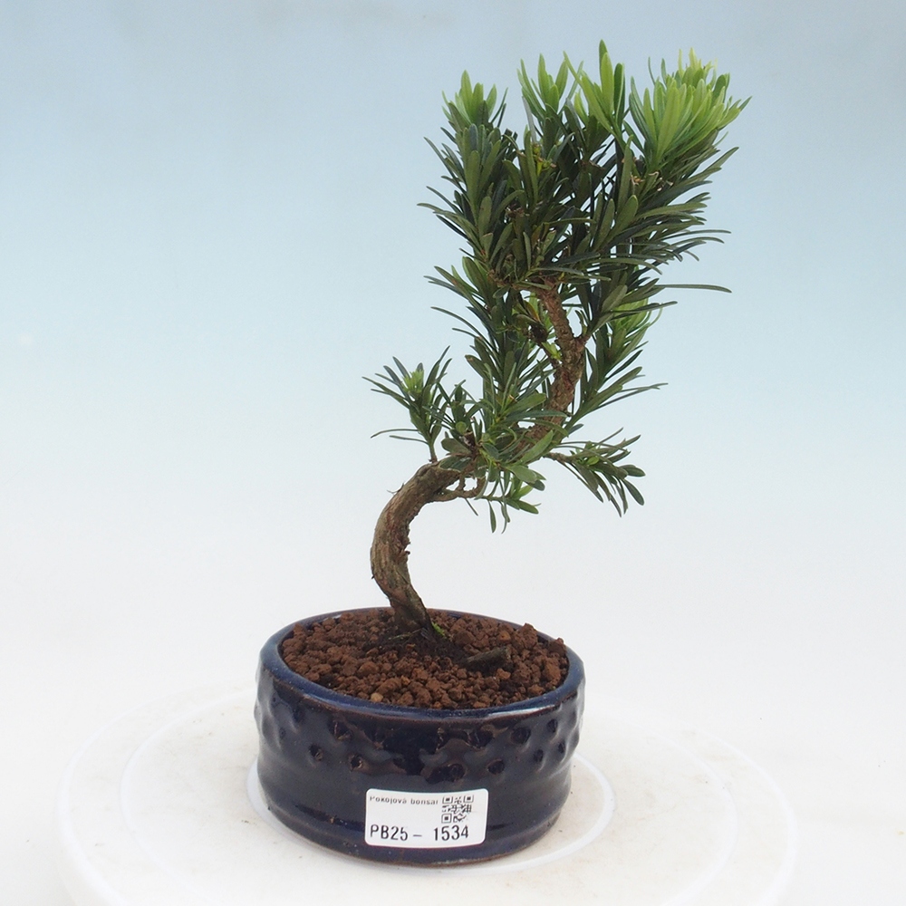 Izbová bonsai - Podocarpus - Kamenný tis