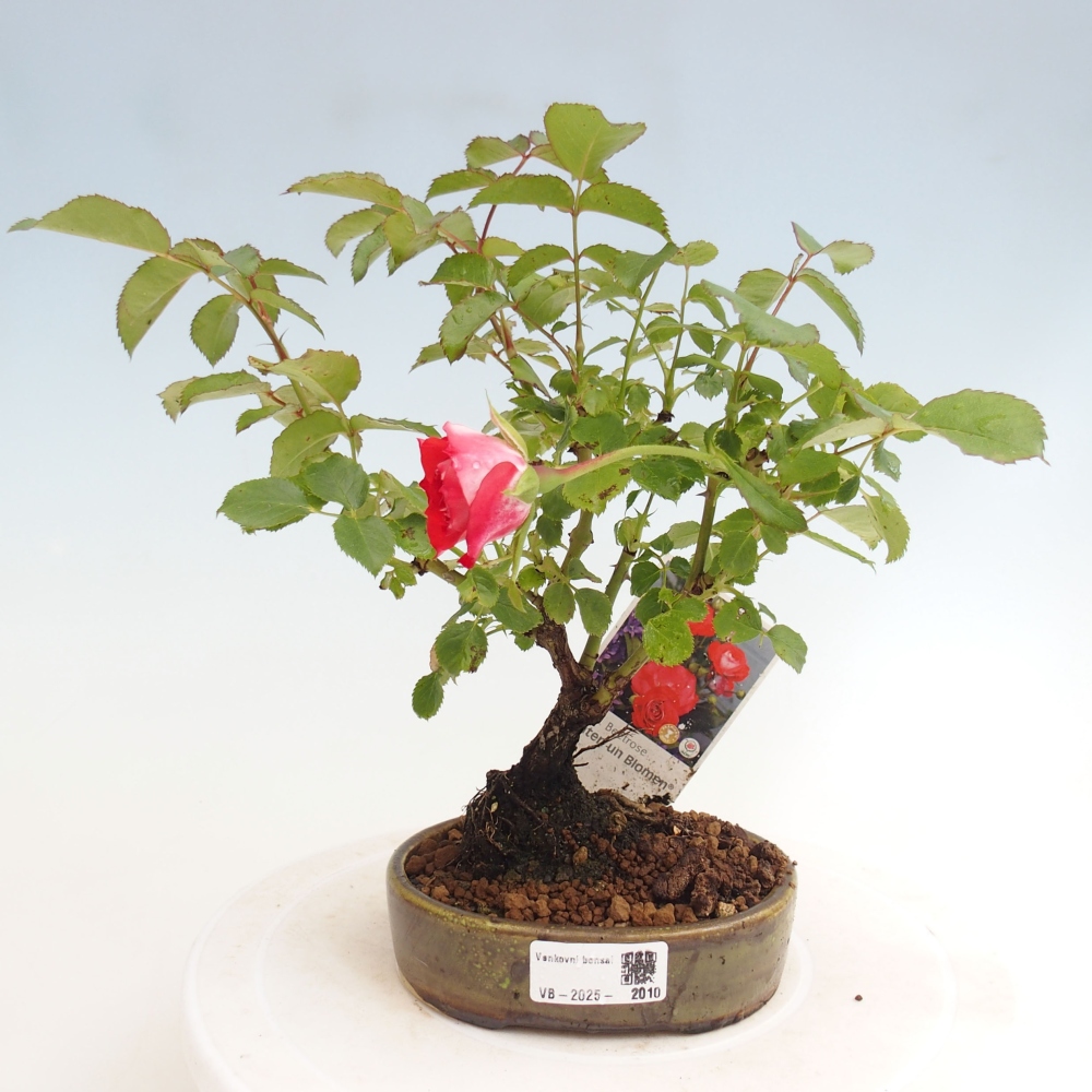 Vonkajší bonsai - Rosa Kordes - ruža
