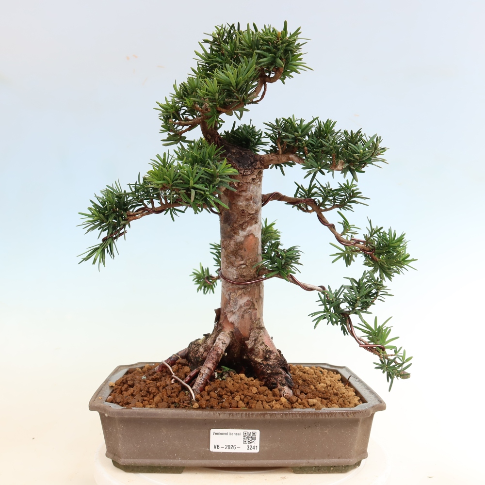 Vonkajší bonsai – Taxus cuspidata – japonský tis