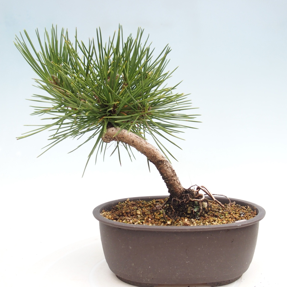 Vonkajší bonsai - Pinus thunbergii - Borovica thunbergova