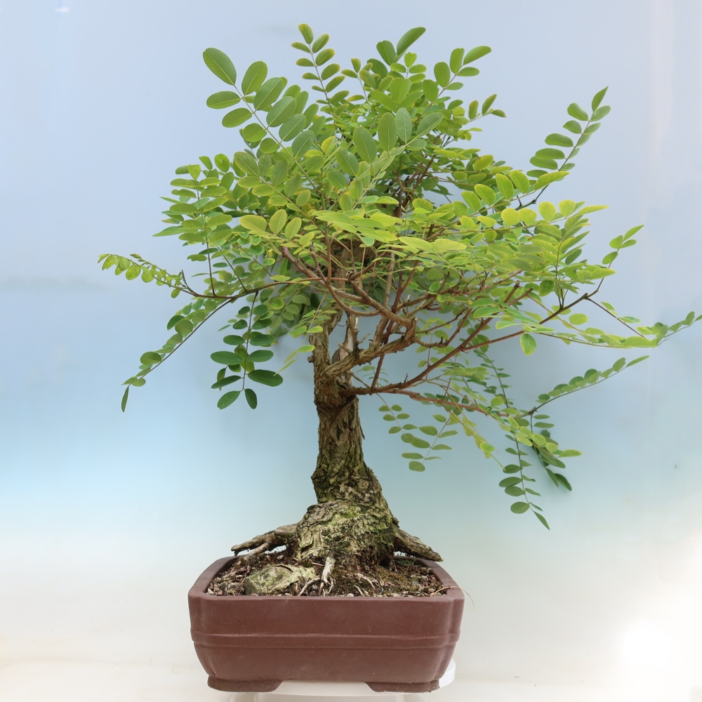 Vonkajší bonsai – trnovník akát – Robinia pseudoacacia