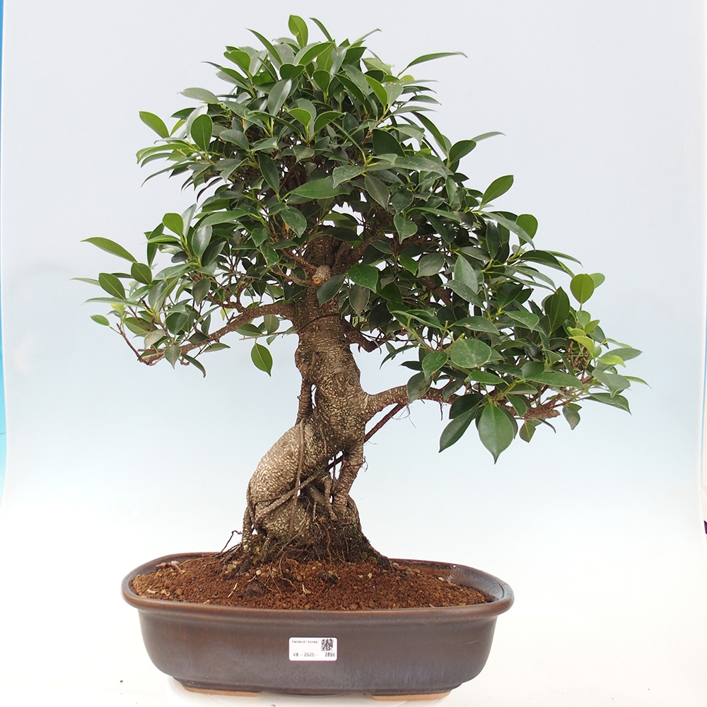 Izbový bonsaj - Ficus kimmen - drobnolistý fikus - len osobný odber alebo preprava na paletách