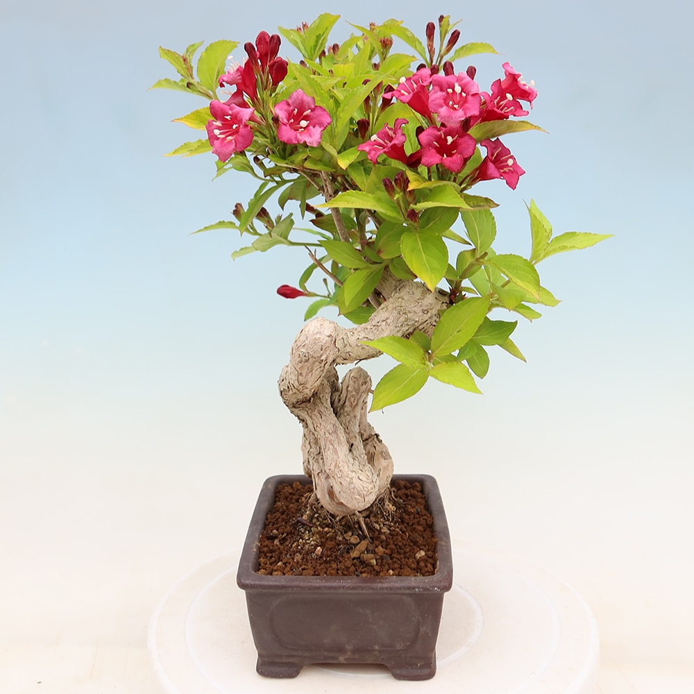 Vonkajší bonsai – Weigela subsessilis – vajgélia kórejská