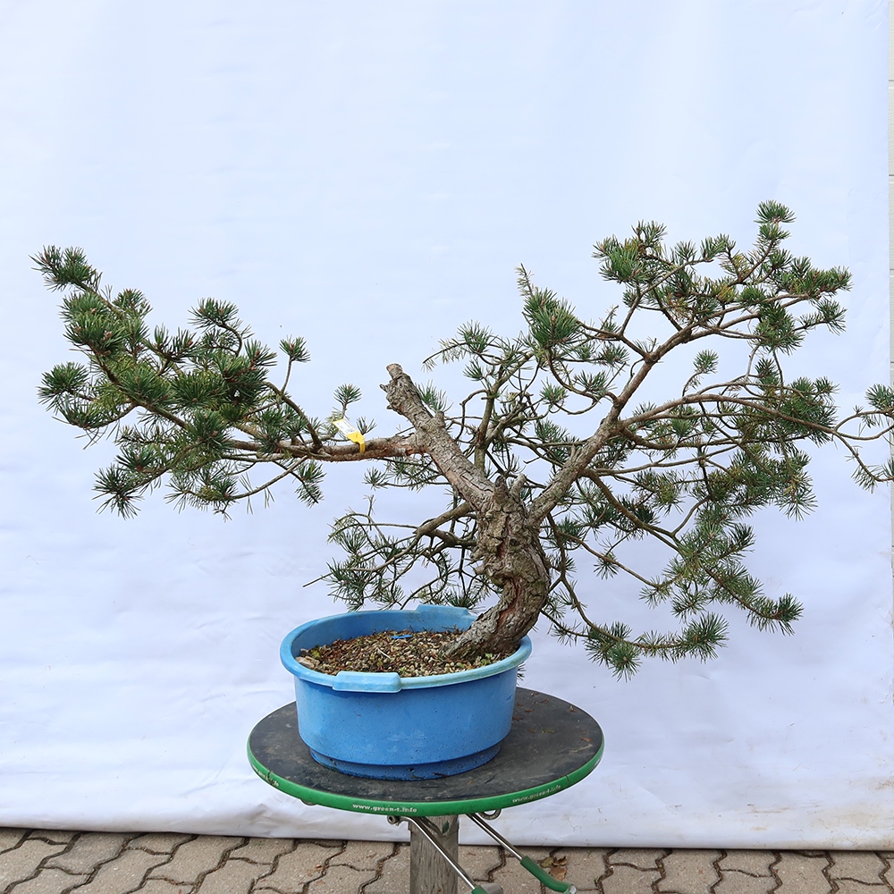 Pinus sylvestris Španielsko – borovica lesná