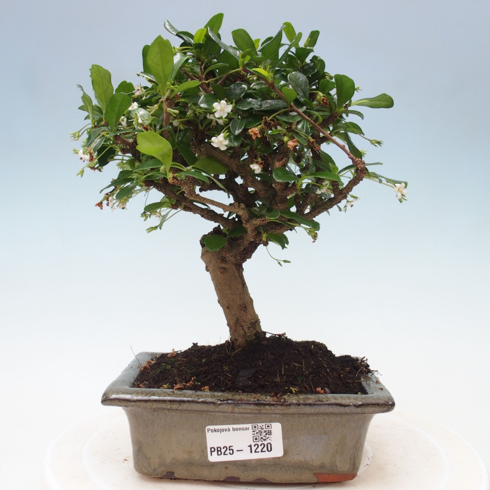 Izbová bonsai - Carmona macrophylla - Čaj fuki