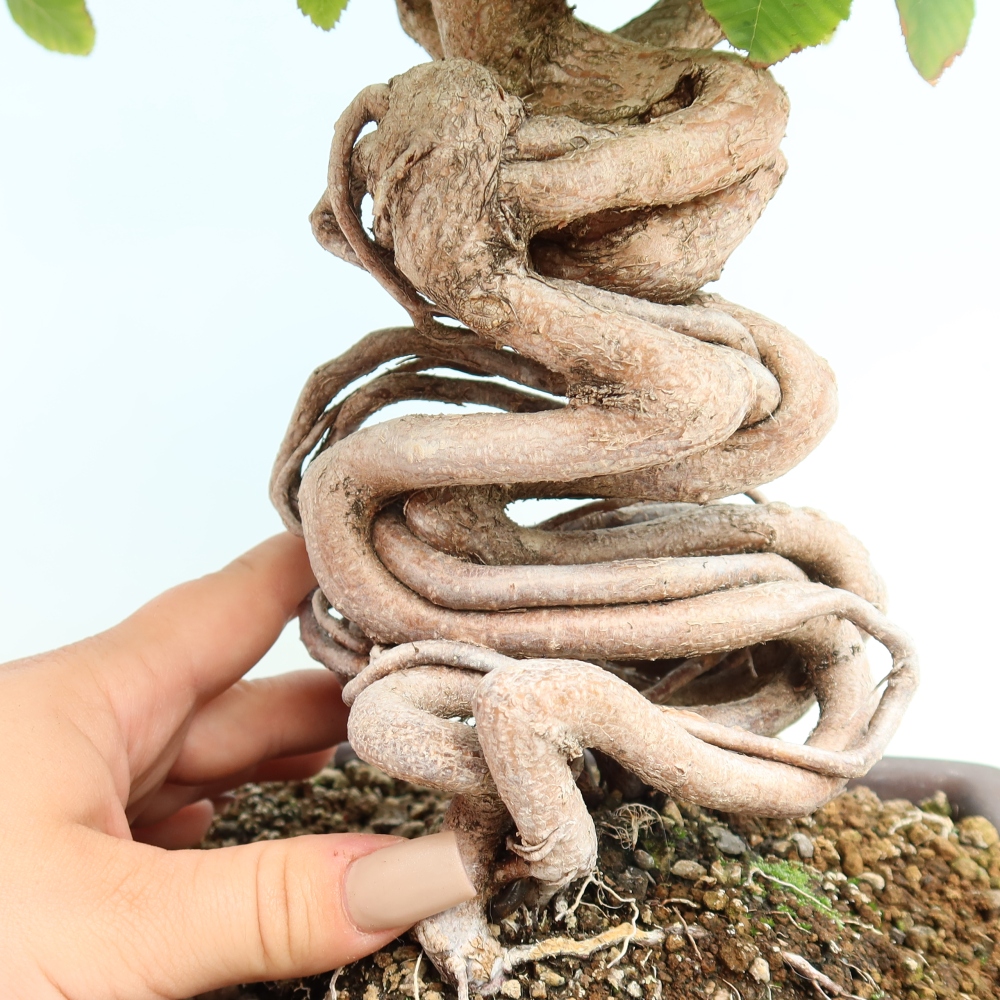 Vonkajšie bonsaje -Carpinus CARPINOIDES - Hrab kórejský