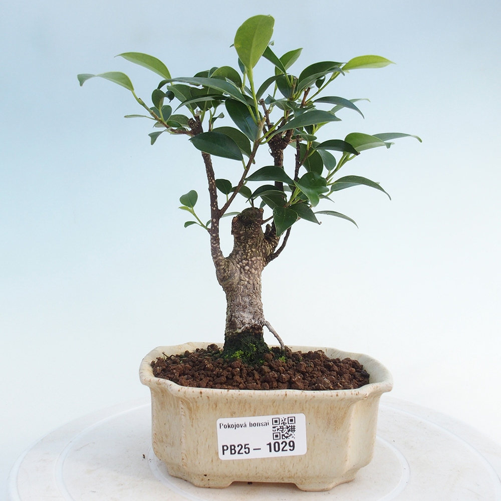 Izbová bonsai - Malolistý fikus - Ficus kimmen