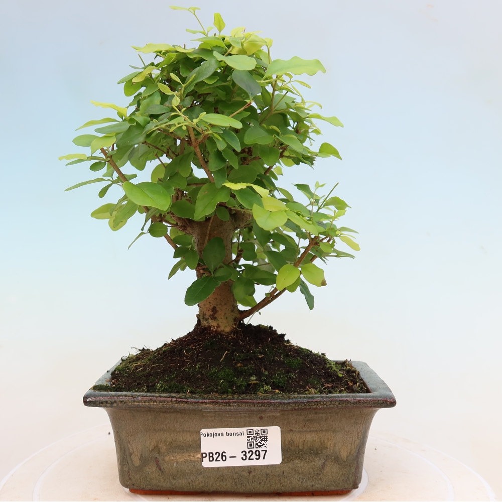 Izbový bonsaj -Ligustrum chinensis - Vtáčí zobák