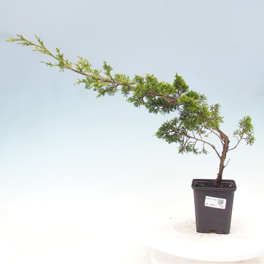 Vonkajší bonsaj - Juniperus chinensis Itoigawa