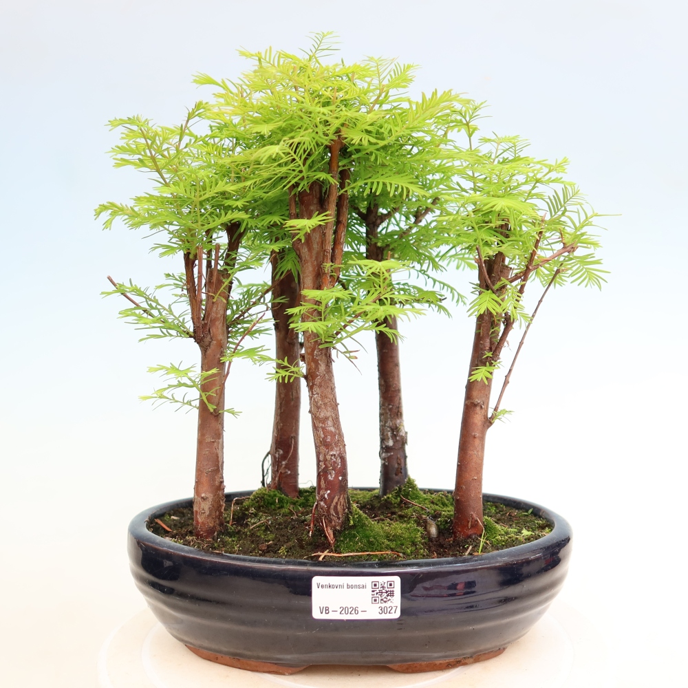 Vonkajší bonsai – Metasequoia glyptostroboides – čínska metasekvoja – hájik