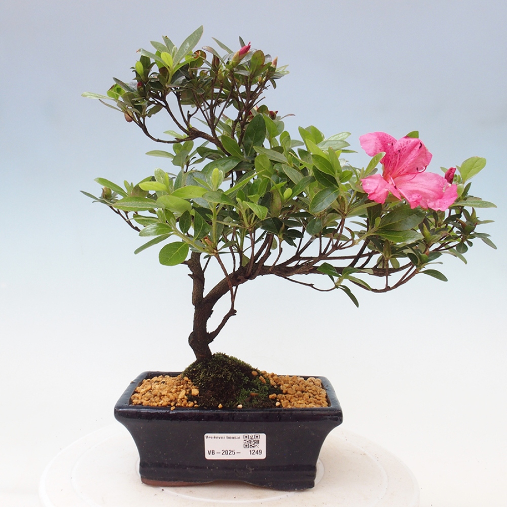 Vonkajší bonsai - Japonská azalka - Azalea sp.