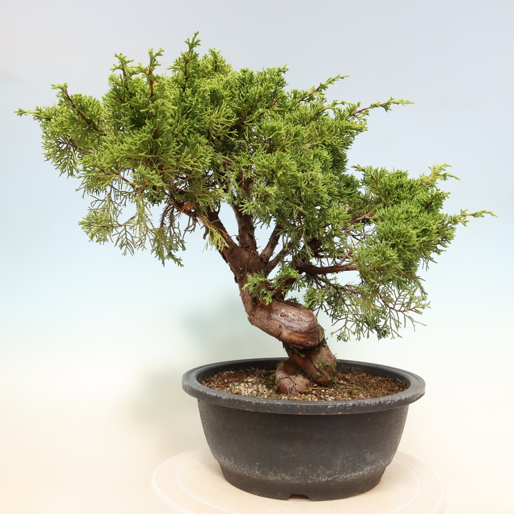 Vonkajší bonsai – Juniperus chinensis Itoigawa – čínsky jalovec