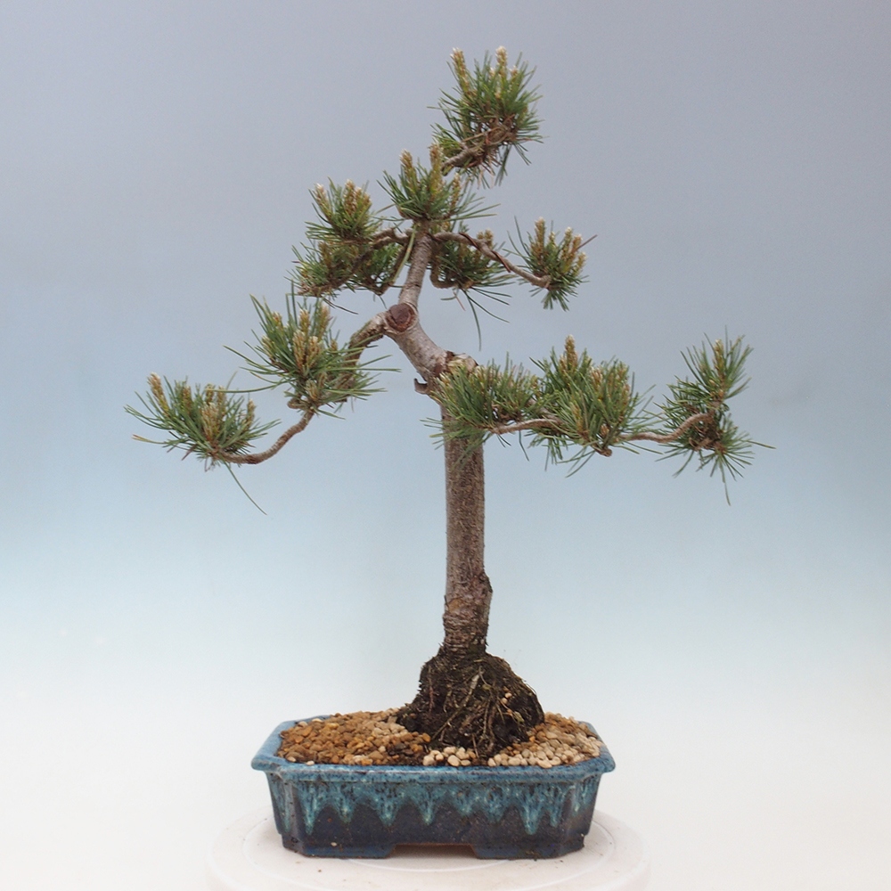 Vonkajšie bonsai - Pinus Sylvestris - Borovica lesná