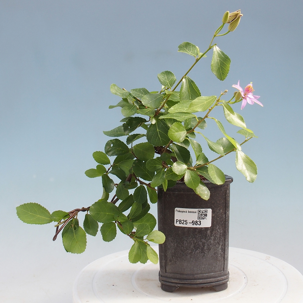 Izbová bonsai - Grewia occidentalis - Hviezdica levanduľová