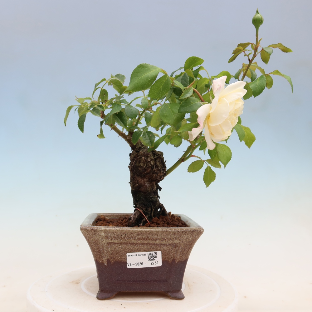 Vonkajšie bonsaje – Rosa Kordes – ruže