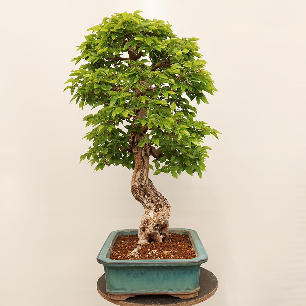 Vonkajší bonsai -Carpinus Coreana - Hrab kórejský