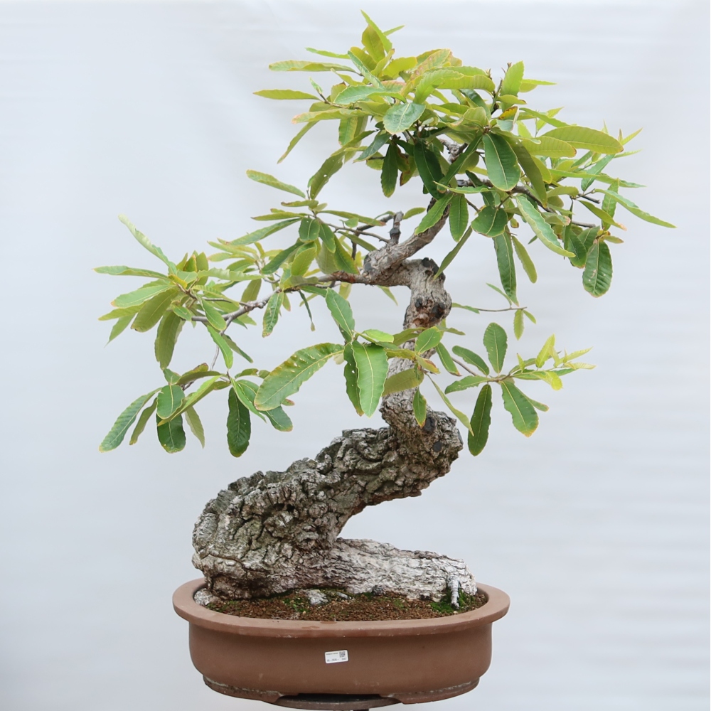 Vonkajší bonsai – Quercus castaneifolia – dub gaštanolistý