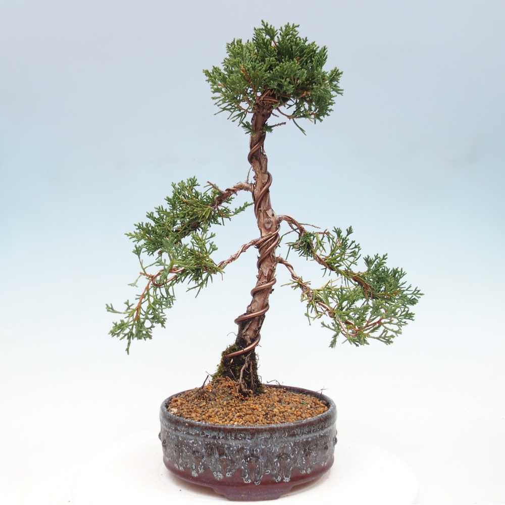Vonkajší bonsai - Juniperus chinensis Kishu -Jalovec čínsky