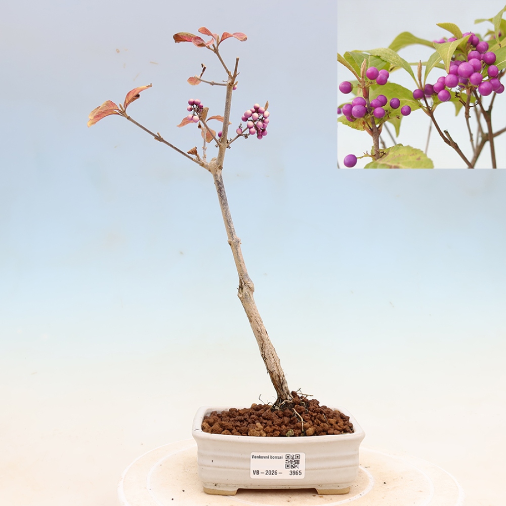 Vonkajší bonsai – krásnoplodka – Callicarpa bodinierova profusion