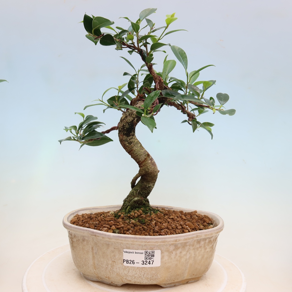 Izbové bonsaje - Ficus kimmen - drobnolistý fikus