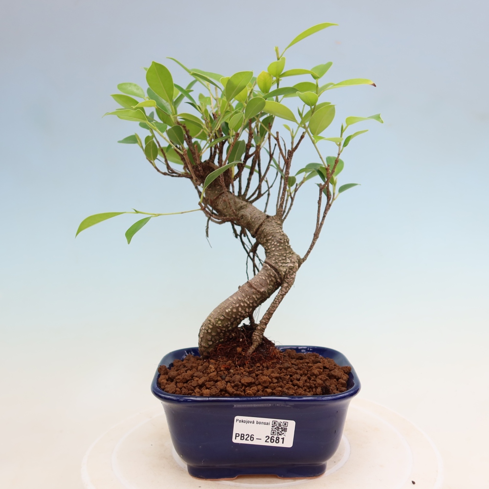 Izbové bonsaje - Ficus kimmen - drobnolistý fikus
