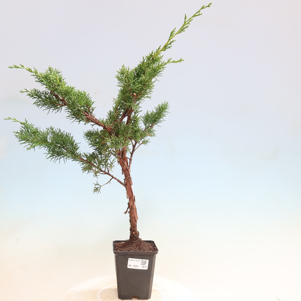 Vonkajší bonsaj - Juniperus chinensis Kishu