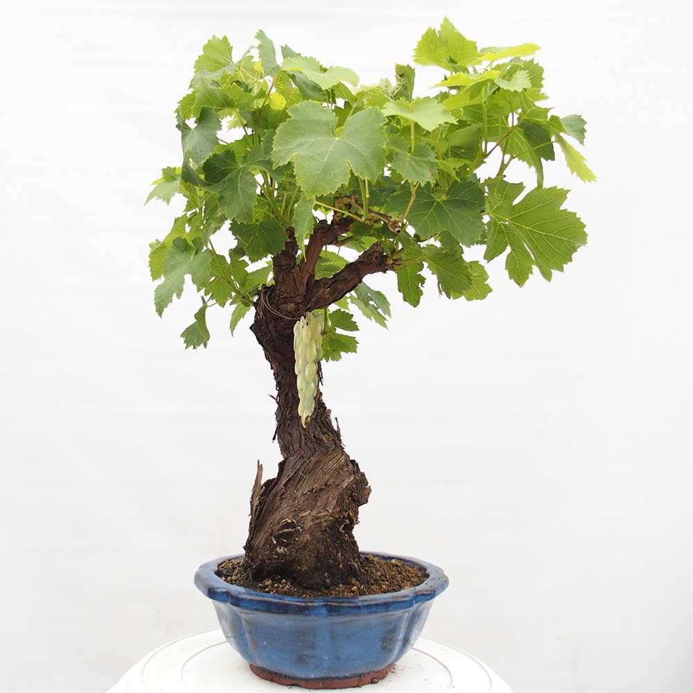 Vonkajší bonsai - Vitis vinnifera MUSKAT ITALIA  - Vínna réva