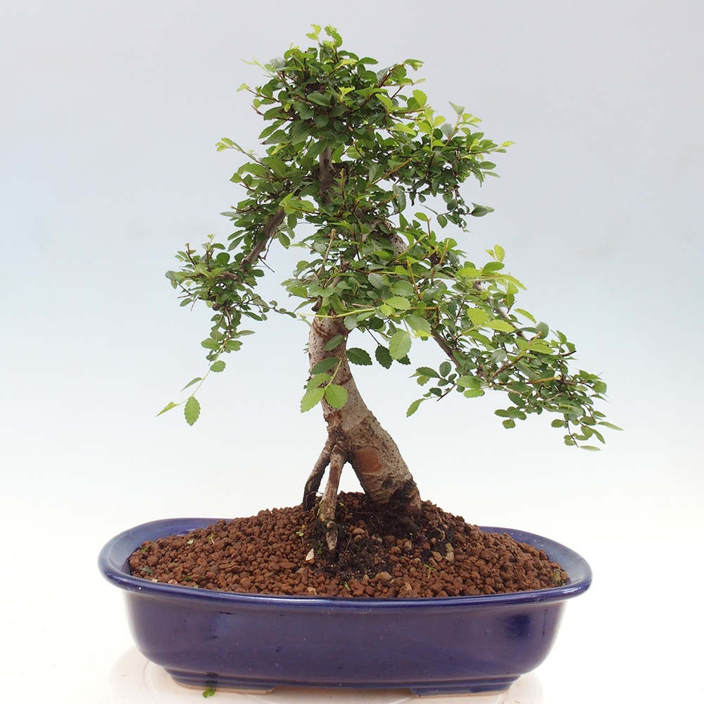 Izbová bonsai - Ulmus parvifolia - Malolistý brest