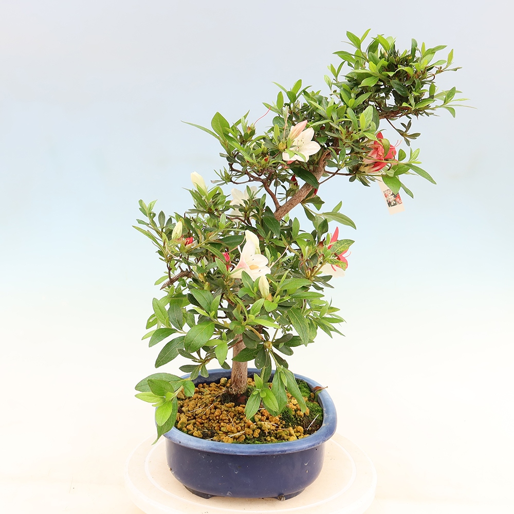 Vonkajšie bonsaje - Japonské azalky - Azalea Senhime