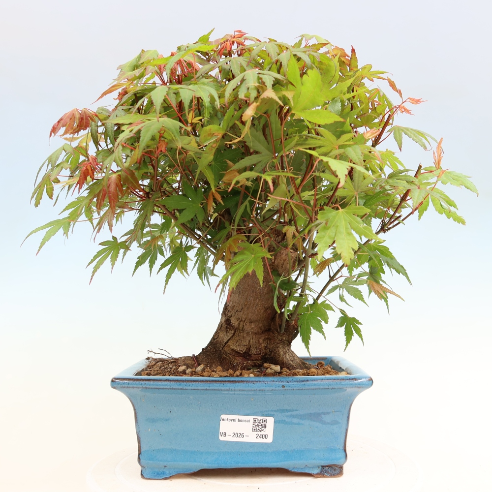 Vonkajšie bonsaje - Javor Burger - Acer Burgerianum