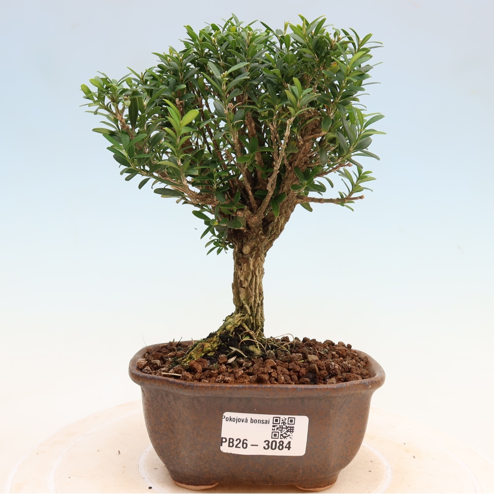 Izbové bonsaje - Buxus harlandii - korkový buxus
