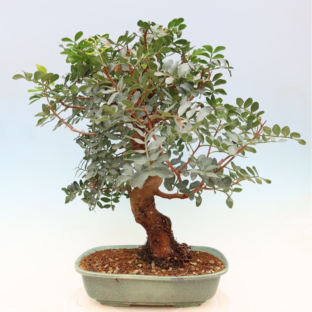 Izba bonsai – Pistacia Lentiscus – Pistácia