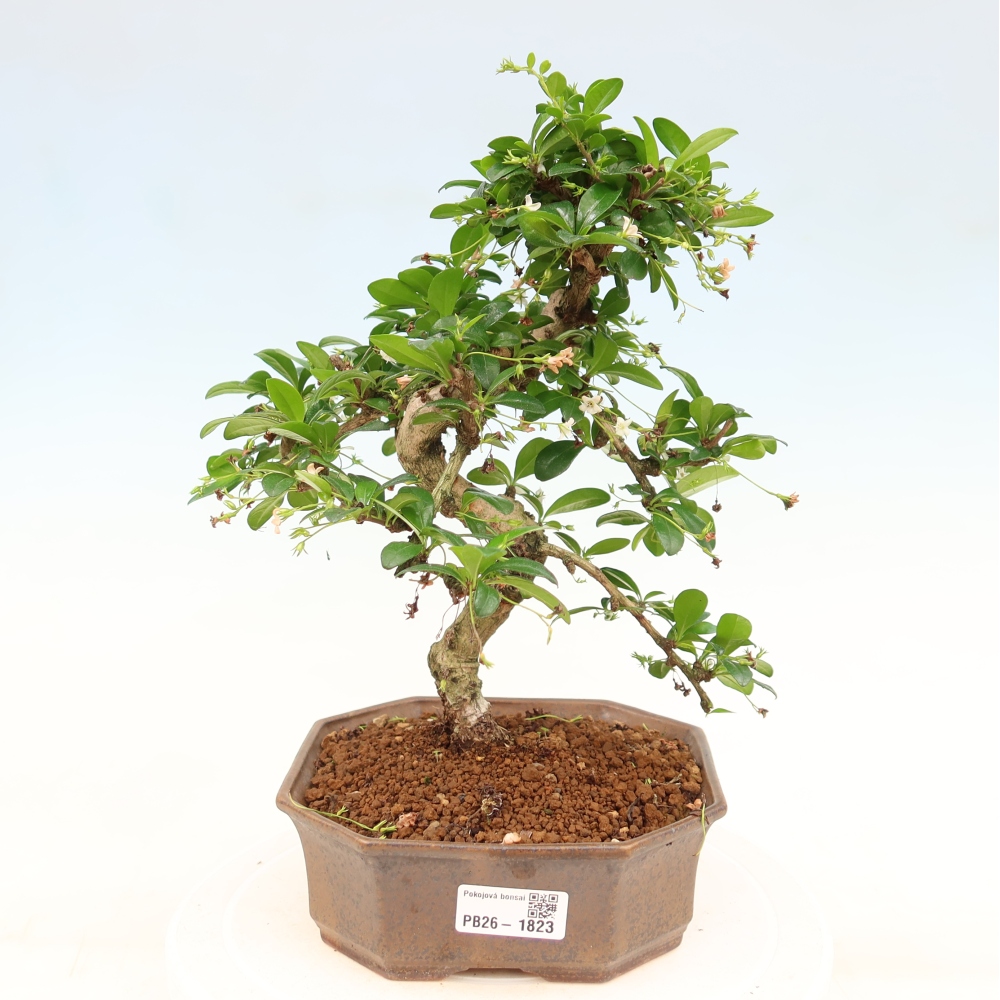 Izbové bonsaje - Carmona macrophylla - Tea fuki