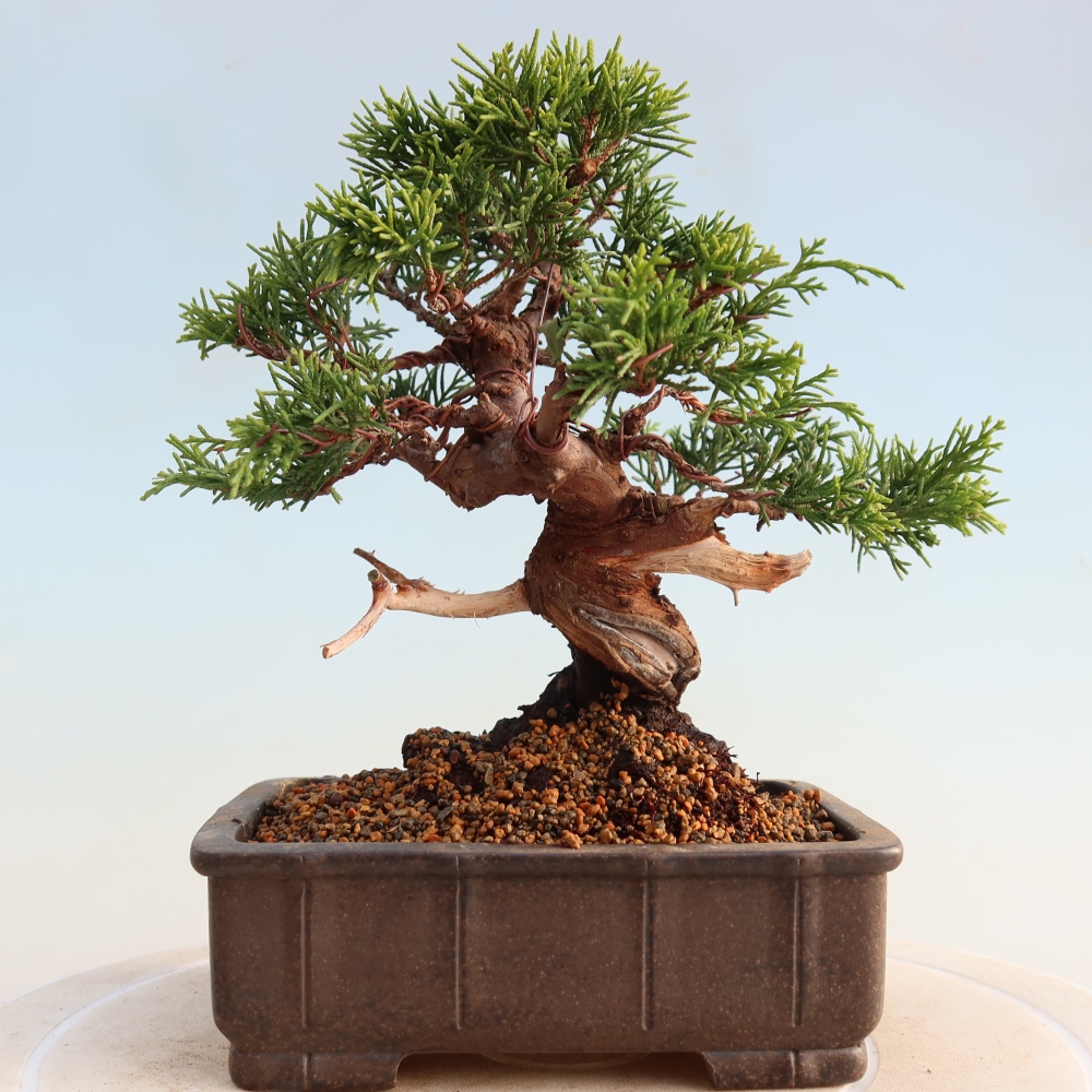 Vonkajší bonsai - Juniperus chinensis Itoigawa -Jalovec čínsky