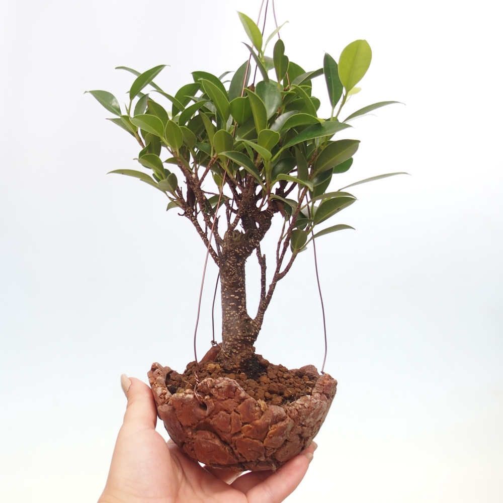 Kokedama v keramike - malolistý ficus - Ficus kimmen