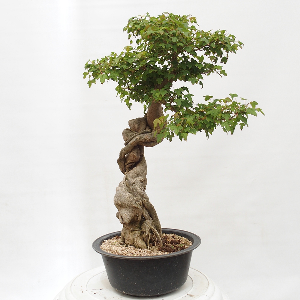 Vonkajšie bonsai - Javor Buergerianum - Javor Burgerův