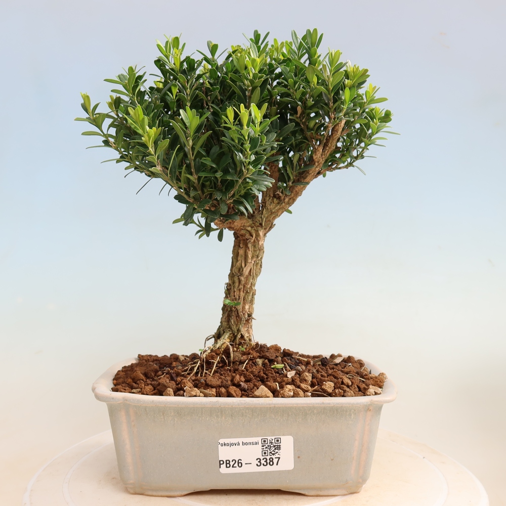 Izbové bonsaje - Buxus harlandii - korkový buxus