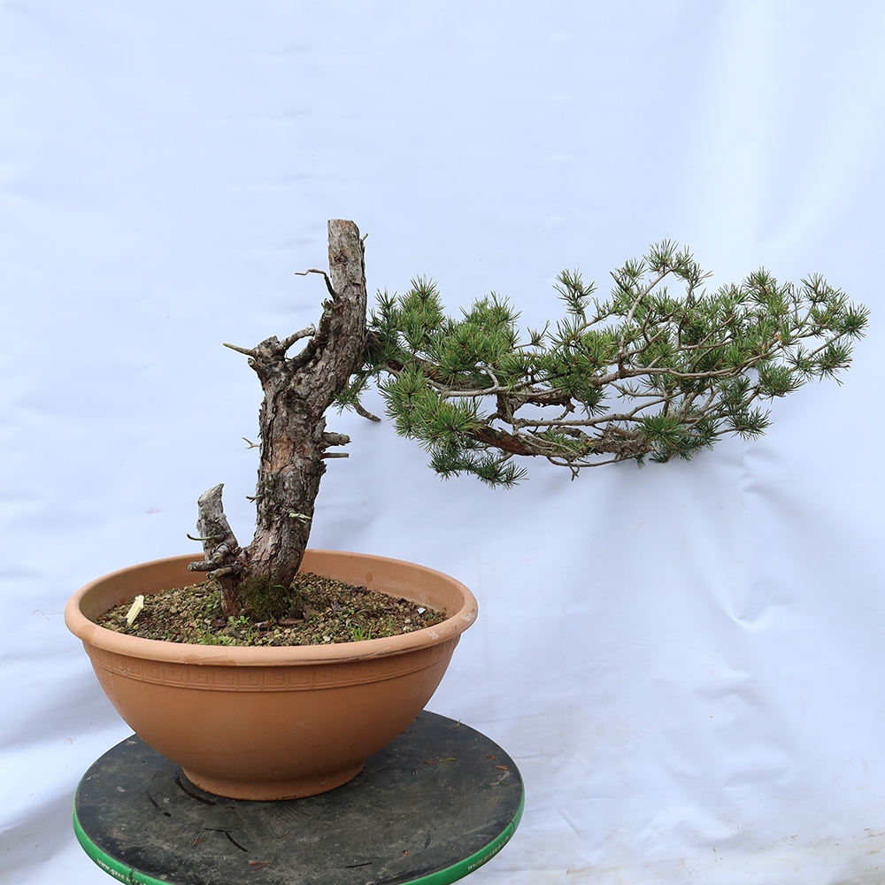 Pinus sylvestris Španielsko – borovica lesná