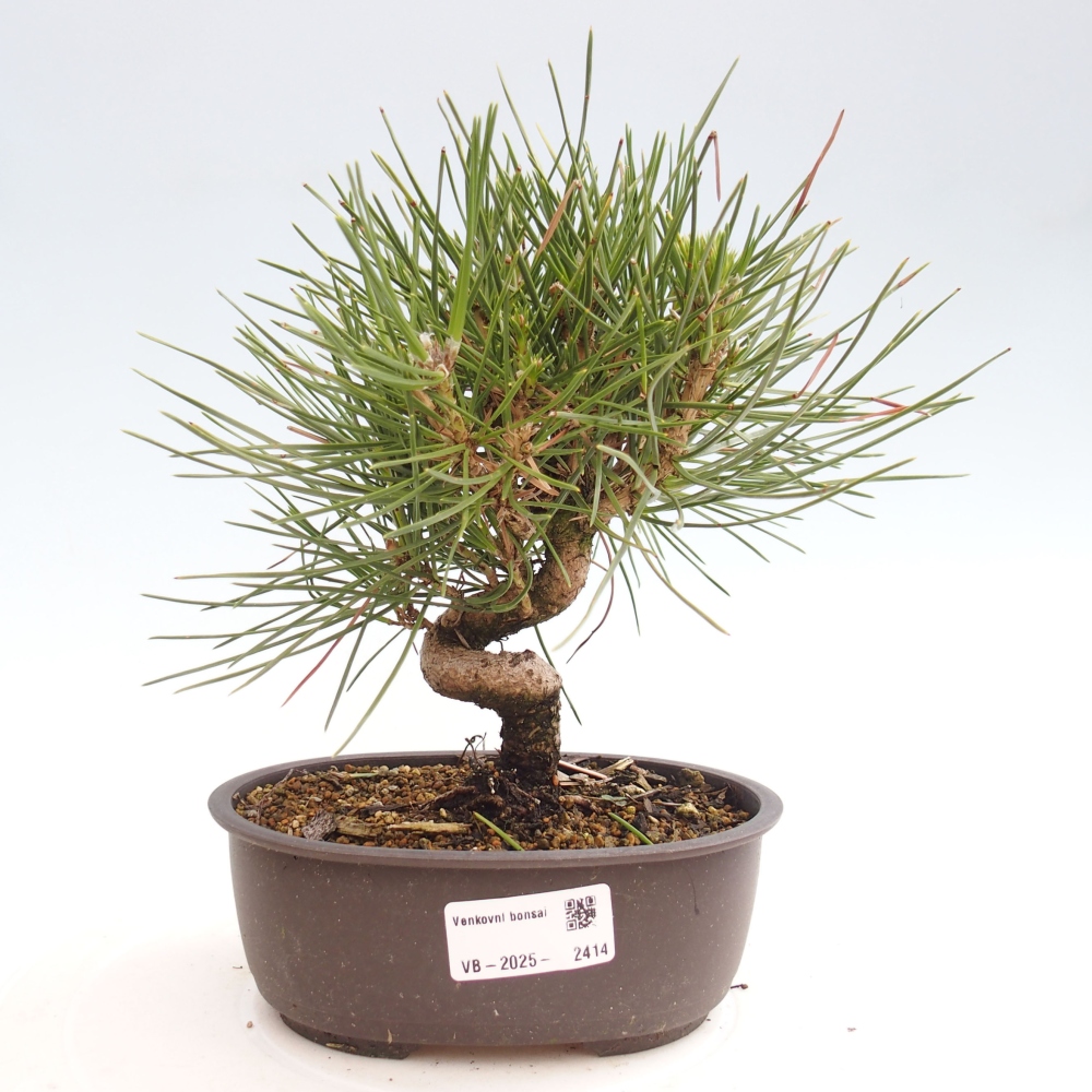 Vonkajší bonsai - Pinus thunbergii - Borovica thunbergova