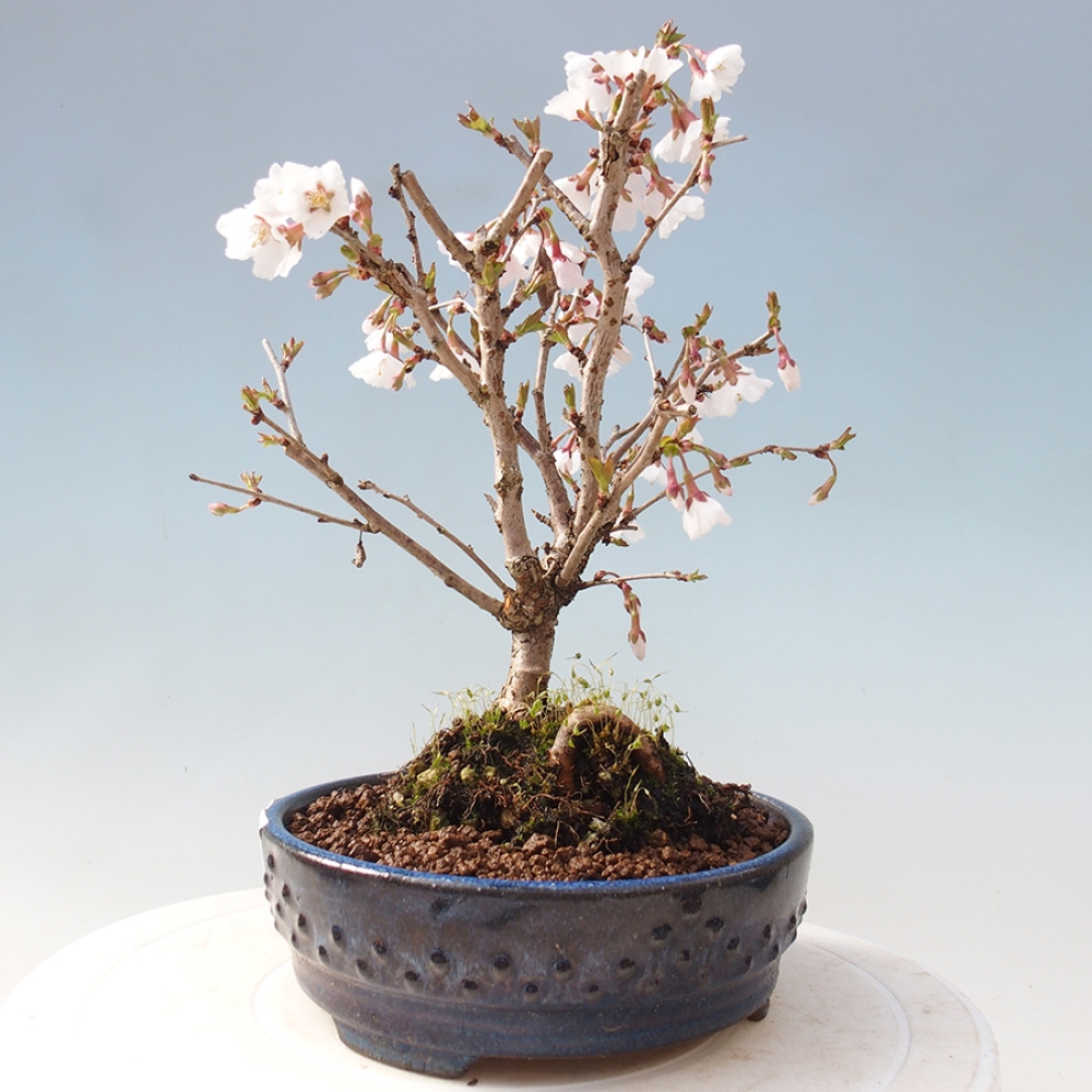Vonkajší bonsai - Prunus incisa Kojou-no mai-Slivoň vyrezaná