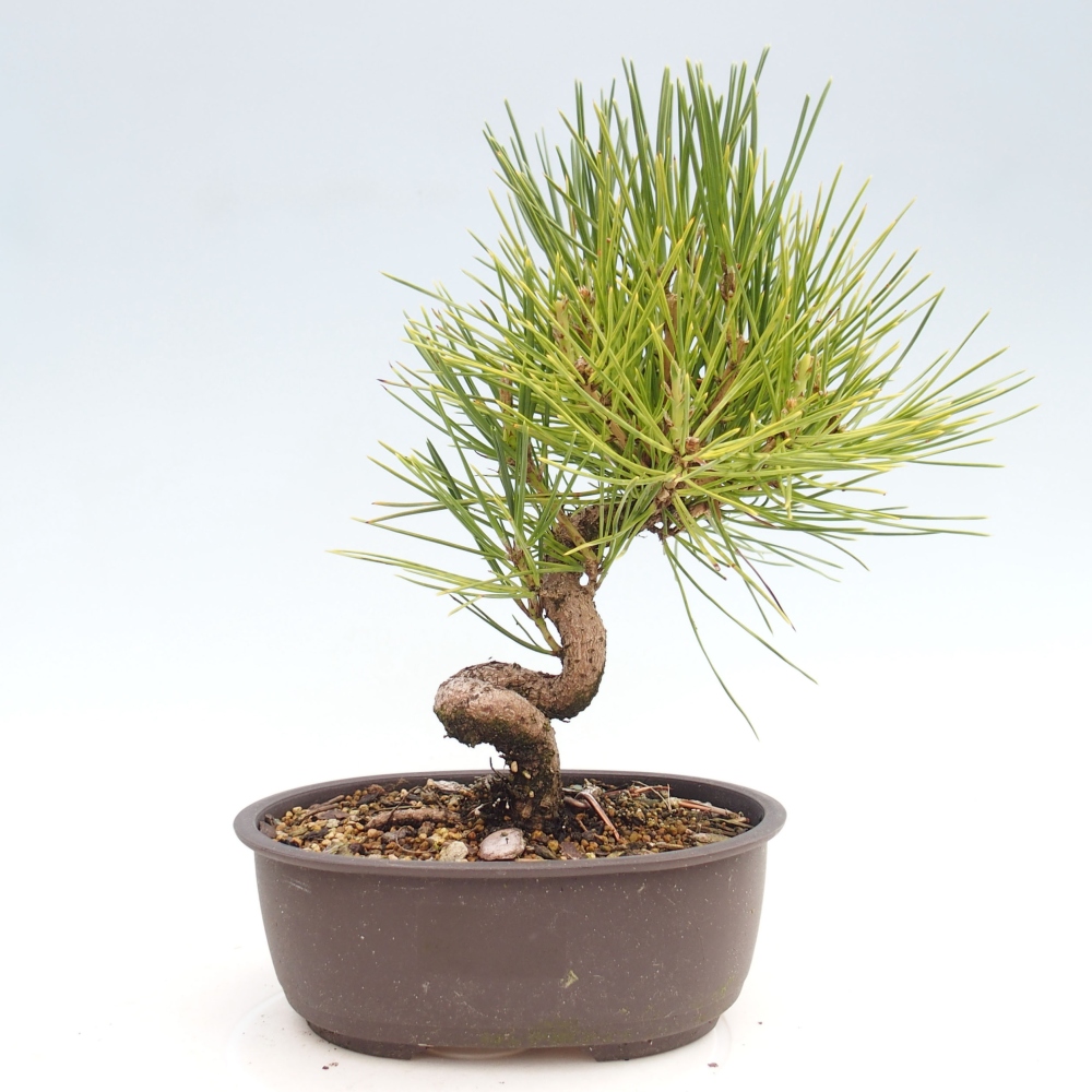 Vonkajší bonsai - Pinus thunbergii - Borovica thunbergova