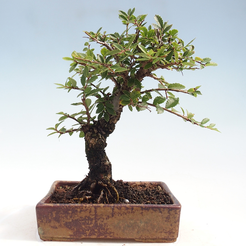 Vonkajšie bonsai - Zelkova - Zelkova Nirom