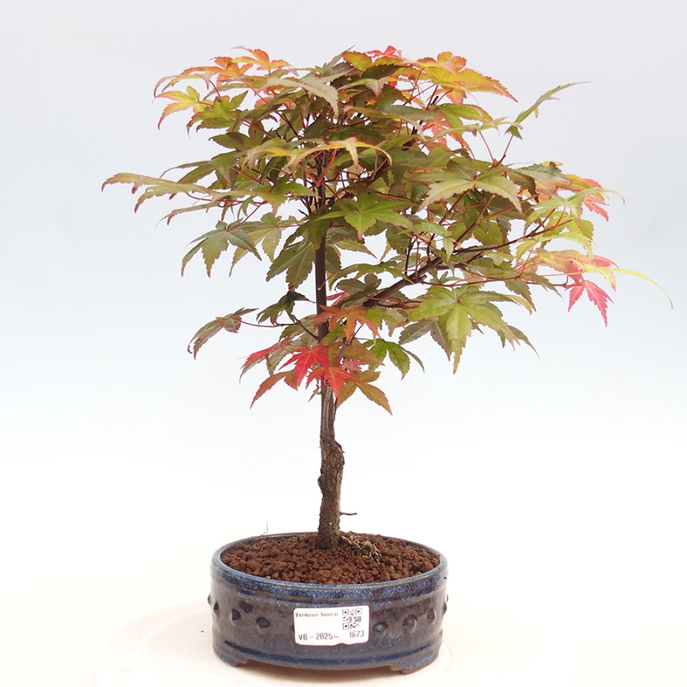 Vonkajšie bonsai - Javor dlaňolistý - Acer palmatum DESHOJO